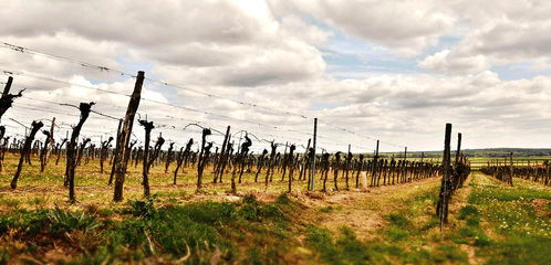 探訪法國(guó)葡萄園 種植技術(shù)的革新比登埃菲爾鐵塔更具深意